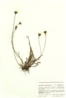 藏品(秋假鴉蔥)的圖片